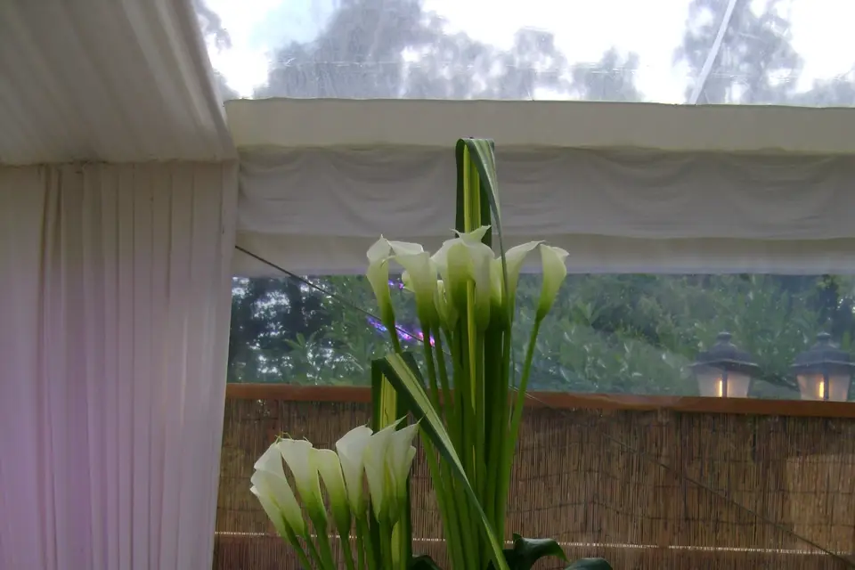 Fleurs et Nature — photo 6