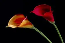 Au jardin de l'amour — photo 8