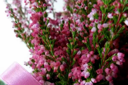 Xena Creation — photo 1