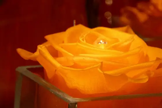 Xena Creation — photo 2