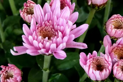 Xena Creation — photo 3