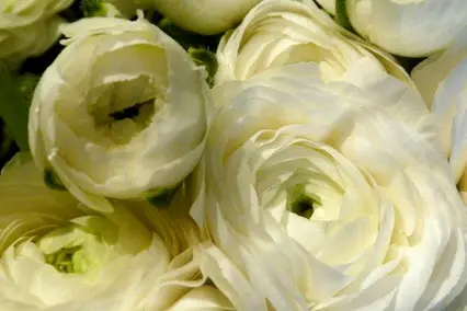 Xena Creation — photo 7