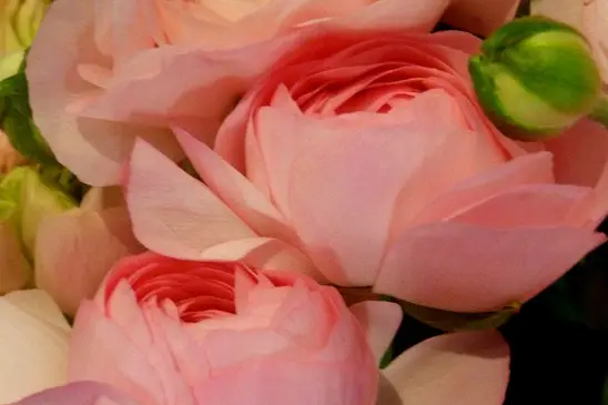 Xena Creation — photo 6