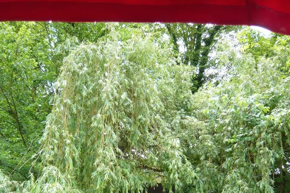 Le Manoir de l’Île aux loups — photo 5