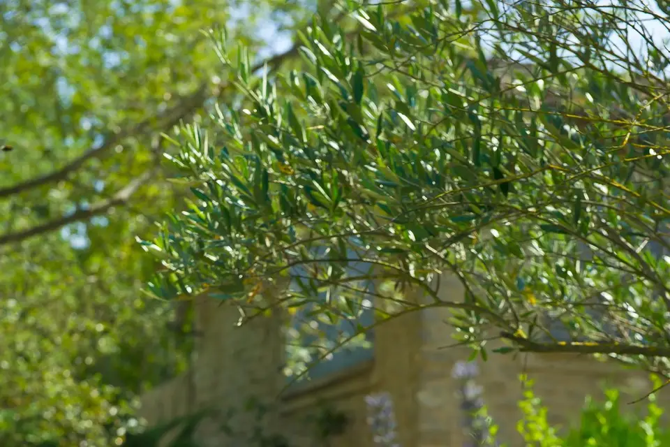 Mas de Cure Bourse — photo 4