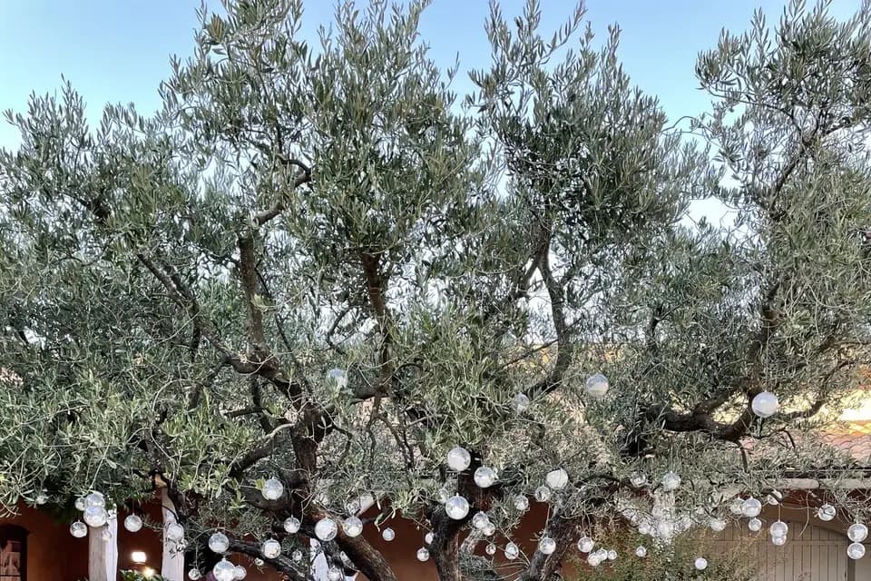 Domaine des Planes — photo 8