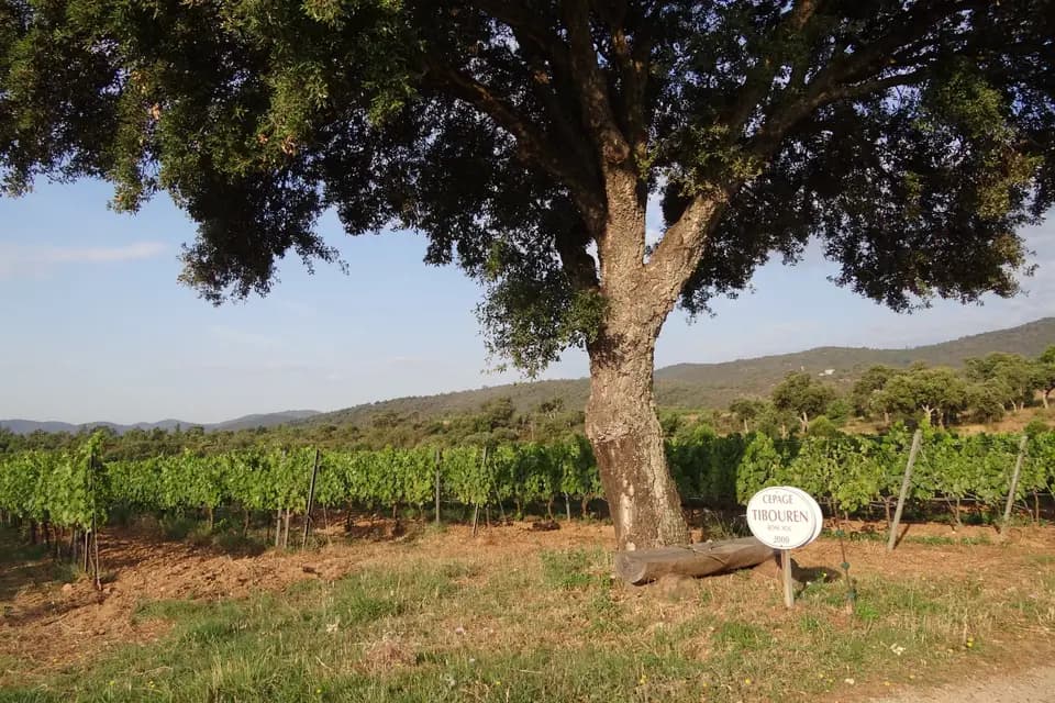 Domaine des Planes — photo 2