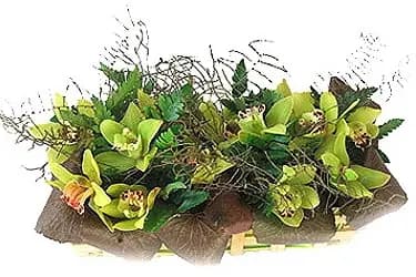 Multiflor — photo 1