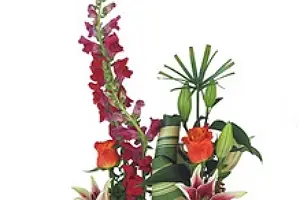 Multiflor — photo 4