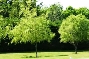 Salle Les Ormeaux — photo 2