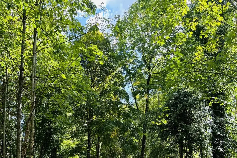 La Verrerie de Saint Gond — photo 2