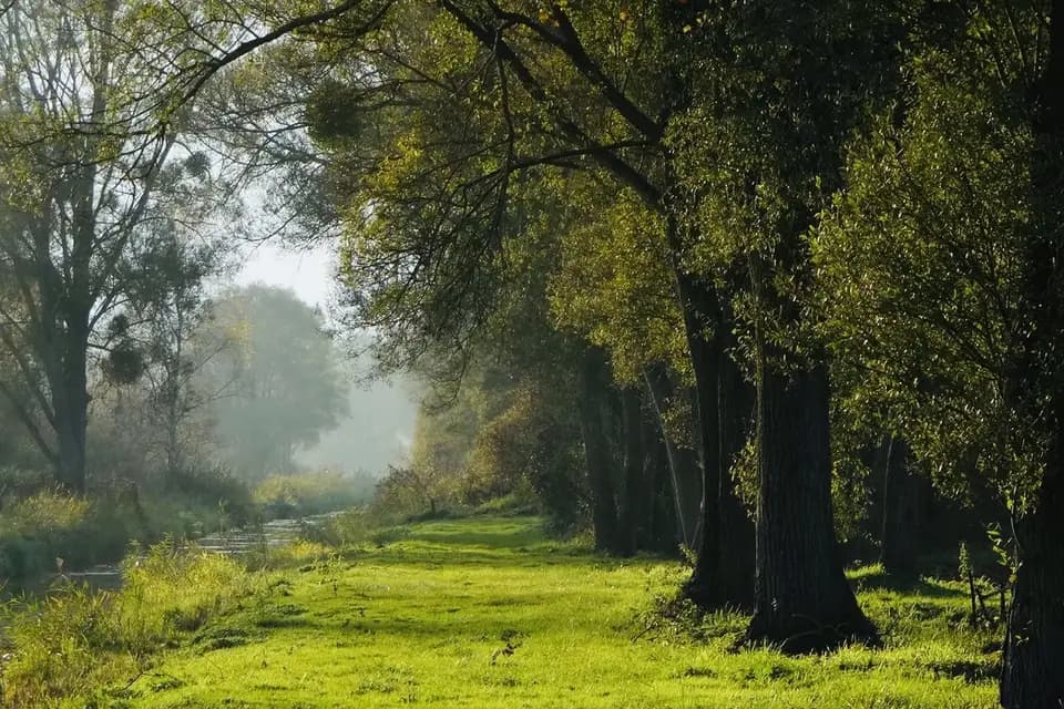 La Verrerie de Saint Gond — photo 3