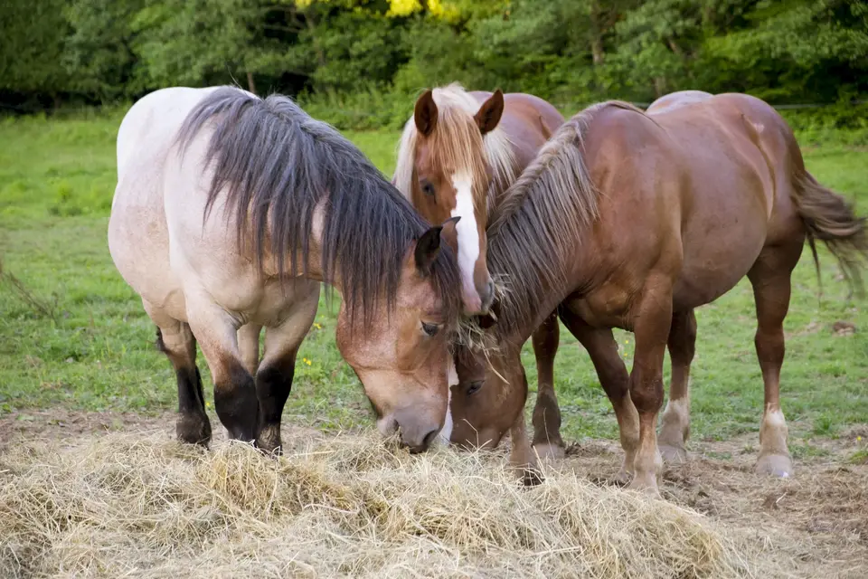Les Calèches des Chevaux de Bois — photo 2