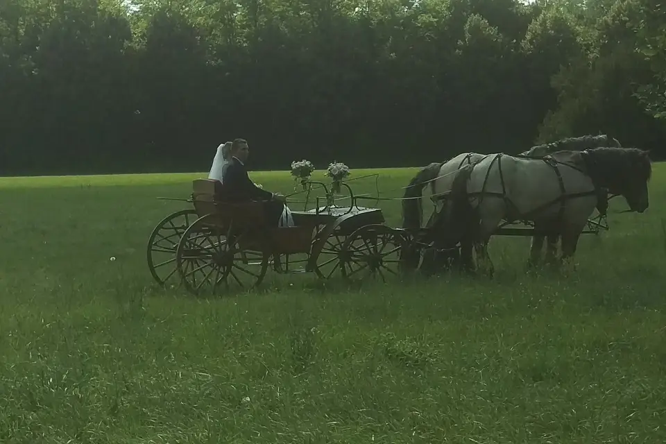 Les Calèches des Chevaux de Bois — photo 8