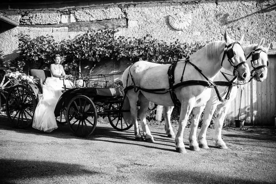 Les Calèches des Chevaux de Bois — photo 1
