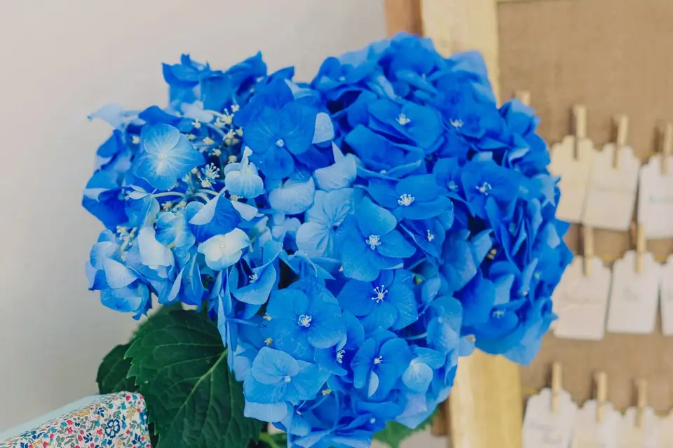 Maison Philomène — photo 7