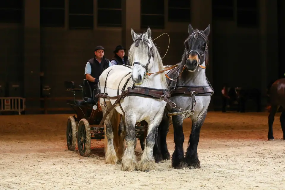 De l'Âne aux Traits