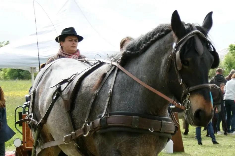 De l'Âne aux Traits — photo 3