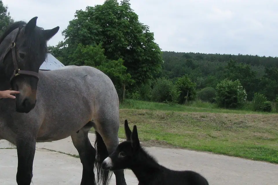 De l'Âne aux Traits — photo 6