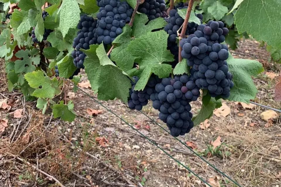 Champagne Prunet-Guinard — photo 5