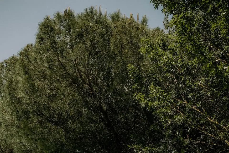 Mas Cantegril — photo 8