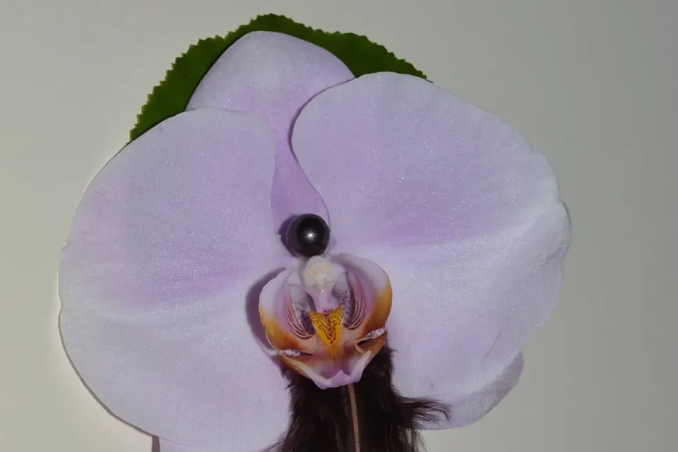 Fleur d'Ô — photo 4