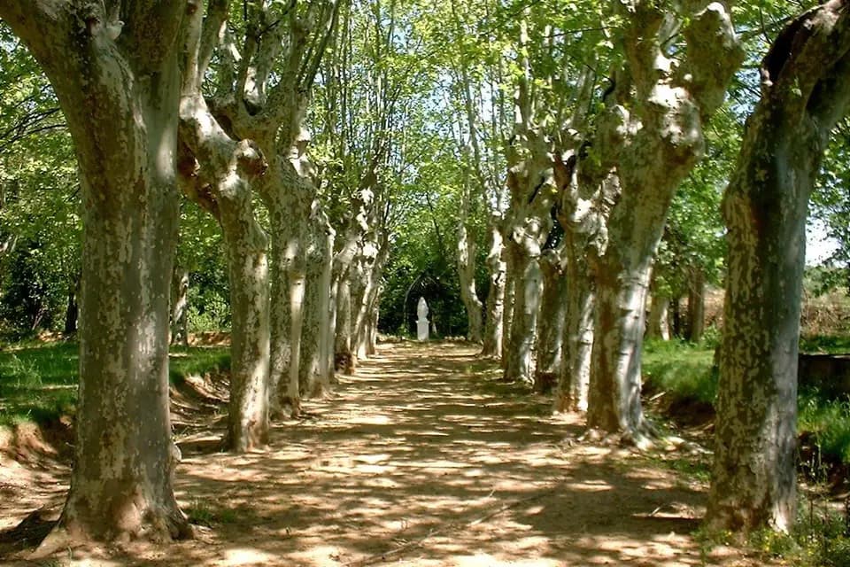 Domaine Pech Laurier — photo 1