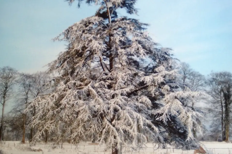 L'Orangerie de Motteville — photo 7
