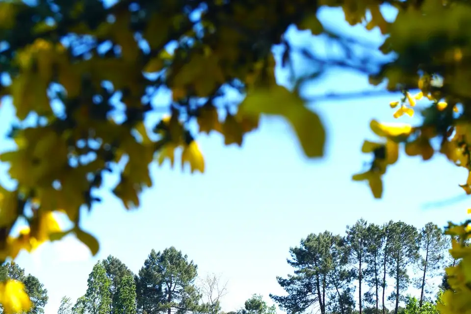 Domaine du Sauternais — photo 7