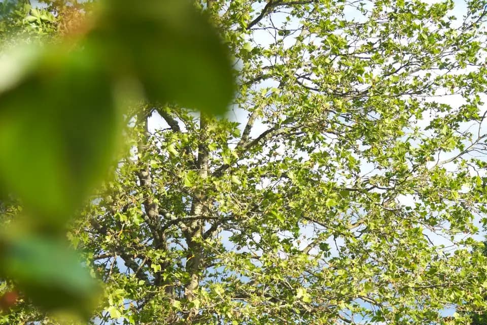 Domaine du Sauternais — photo 8