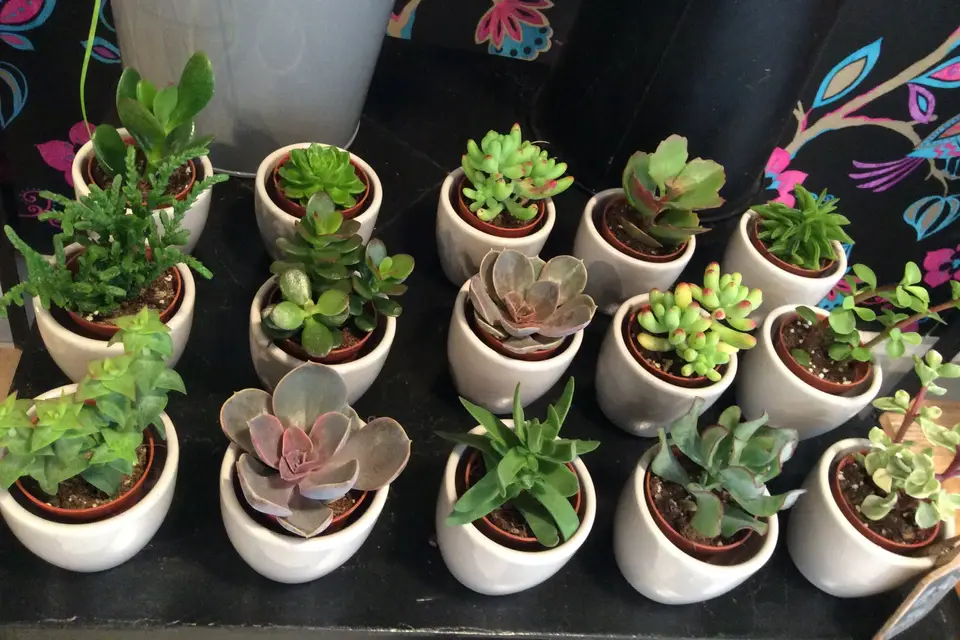 Fleurs Univers — photo 2