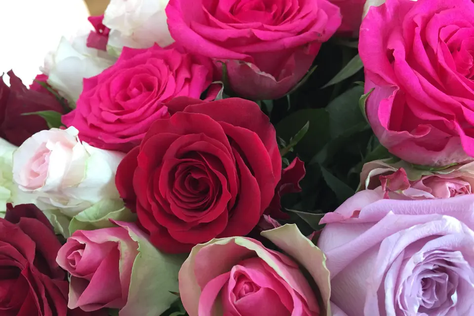 Fleurs Univers — photo 6