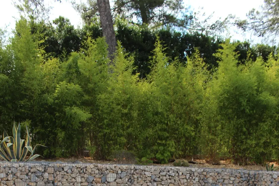 Sebastien Pineau — photo 3