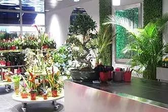 Monceau Fleurs La Seyne sur Mer — photo 3