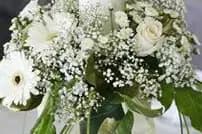 Monceau Fleurs La Seyne sur Mer — photo 7