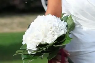 Symphorine — photo 2