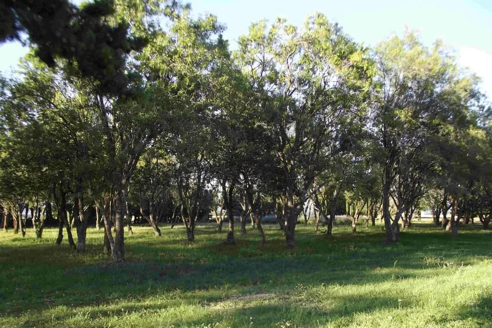 Domaine du Vivier — photo 4