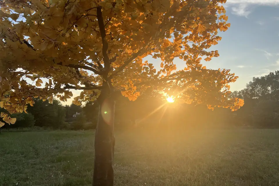 Arbre n Light — photo 7