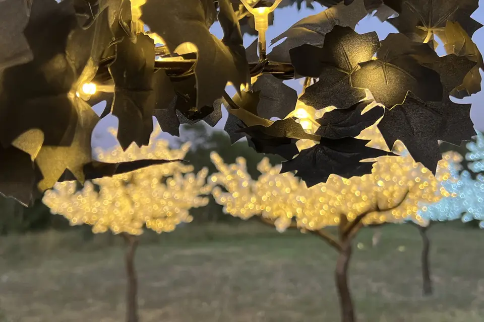 Arbre n Light — photo 2