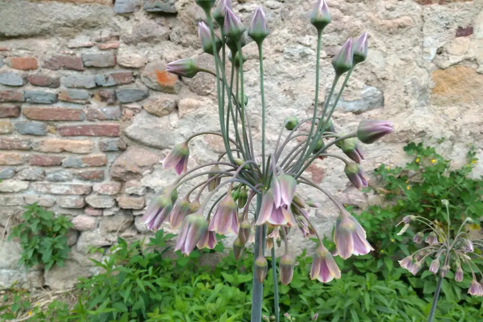 Château d'Ornez — photo 8