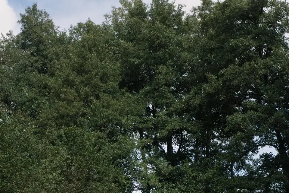 Guidolini Eventi — photo 7