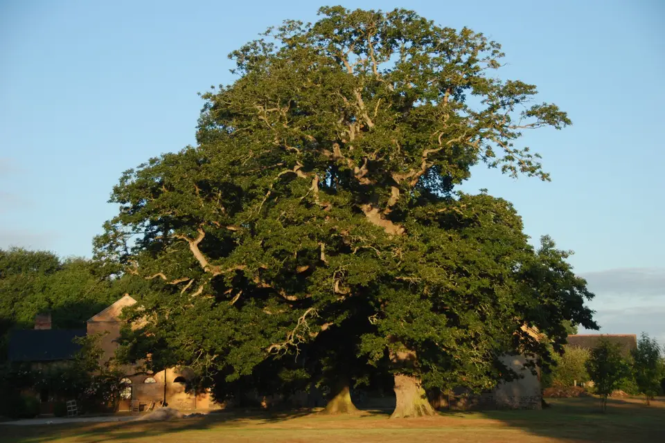 Château du Pin — photo 6