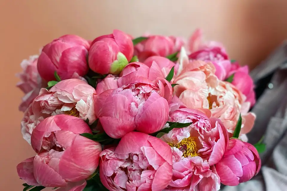 Amarylice — photo 5