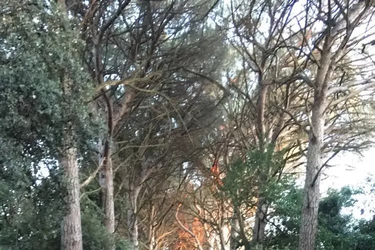 Château du Domaine du Bosc — photo 8