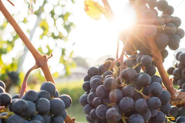 Bulles Plaisir — photo 6