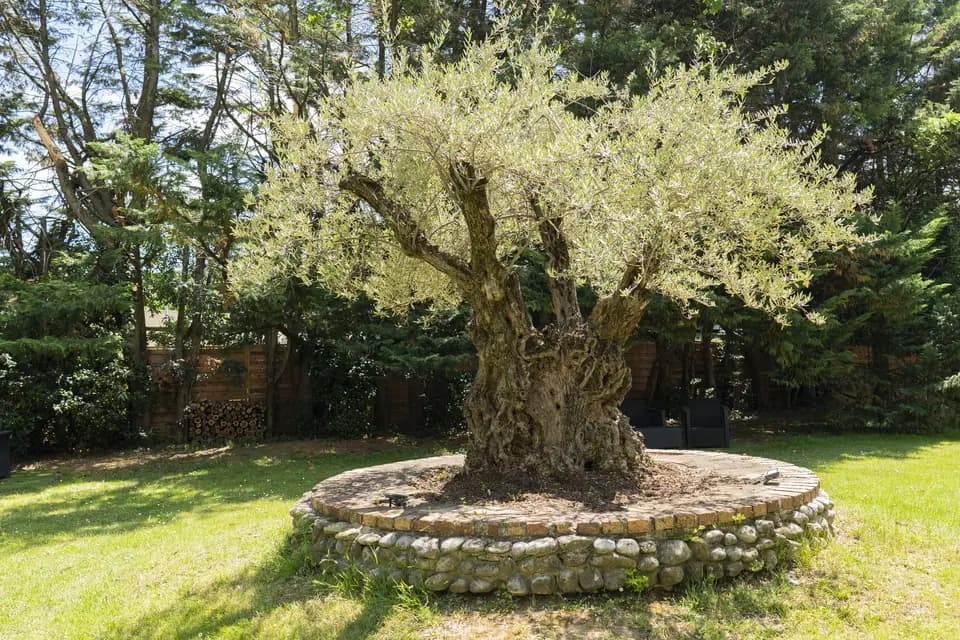 Les Oliviers — photo 2