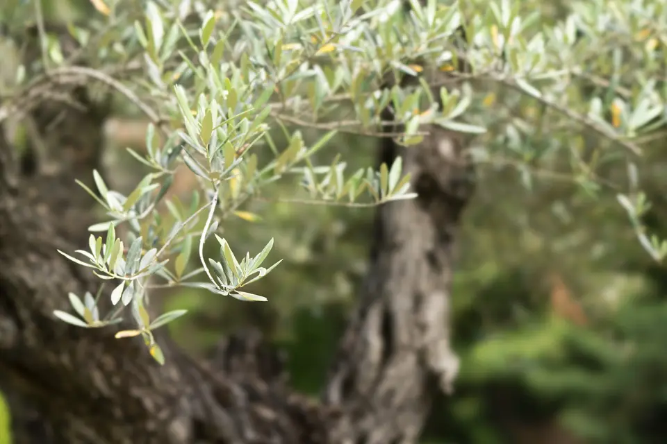 Les Oliviers — photo 5