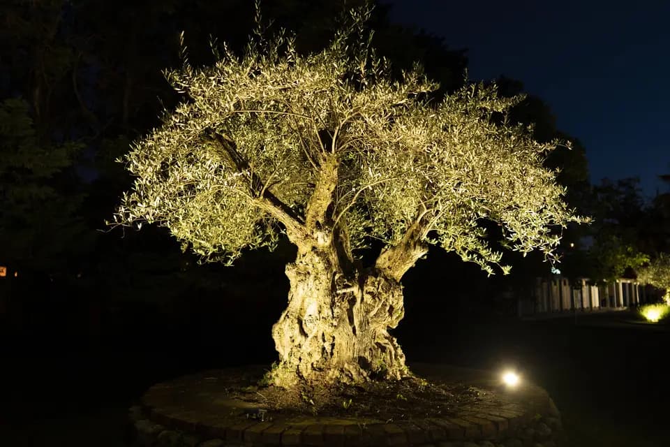 Les Oliviers — photo 8