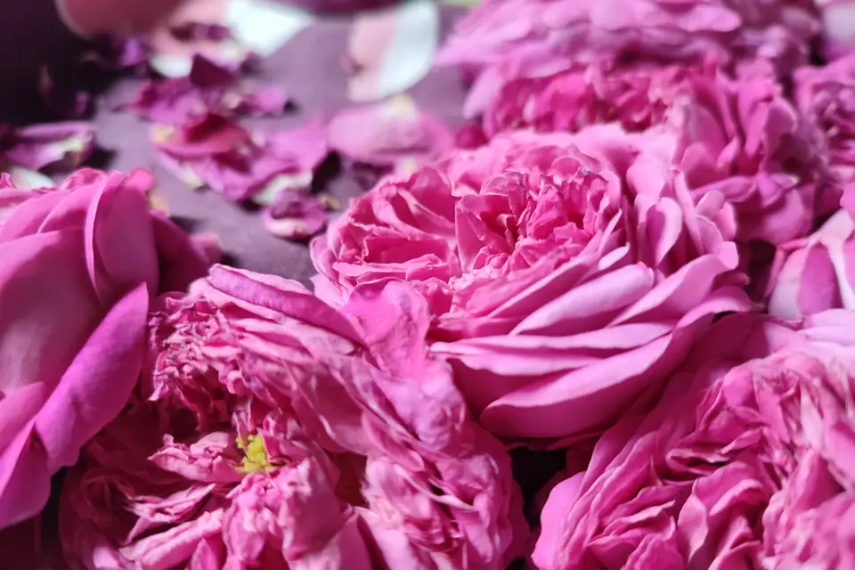 Alchimie Primordiale — photo 4