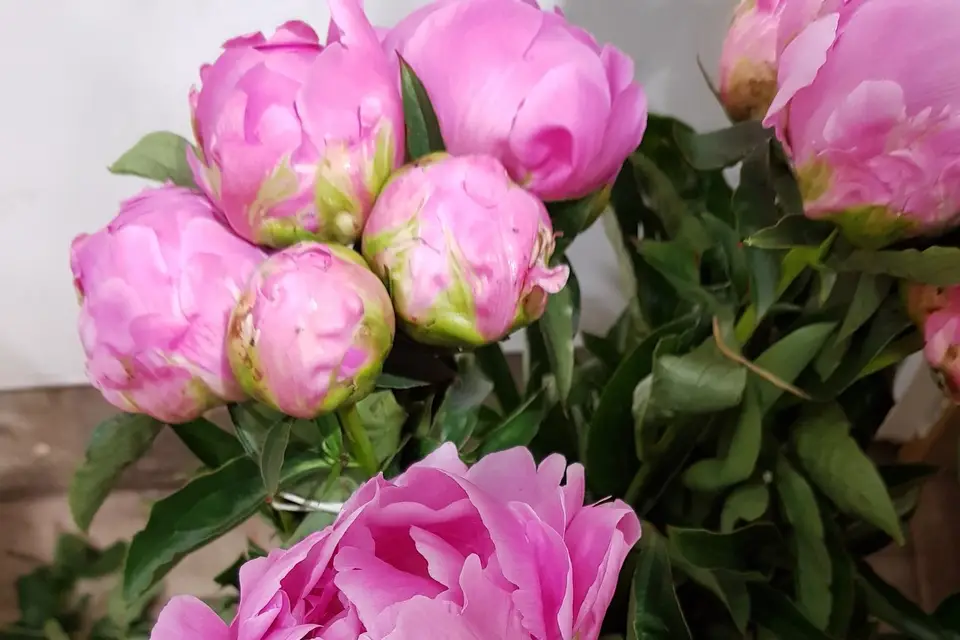 Les Fleurs du Marché — photo 1